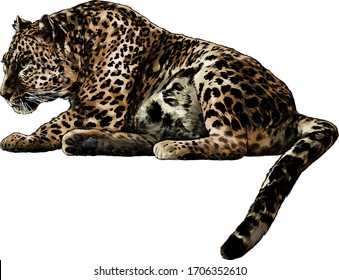the Jaguar is lying full length with its tail down and looking towards the side profile, sketch vector graphics color illustration on a white background