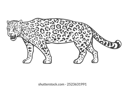 Jaguar on a white background. Tropical big predatory cat. Wild animal with patterns on its skin. Vector isolated art illustration. Black and white sketch. Hand drawn outline