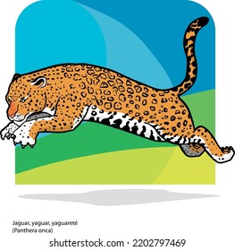 JAGUAR - Panthera Onca, american jaguar