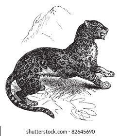 Jaguar or Panthera onca, vintage engraving. Old engraved illustration of Jaguar, watchful in the meadow.  Trousset encyclopedia (1886 - 1891).