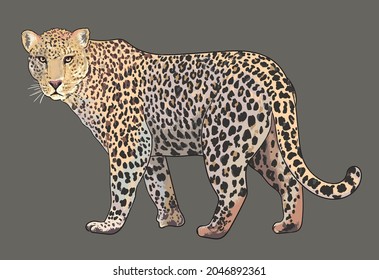 Jaguar Pictures, Predator, Wild Animal, Art.illustration, Vector