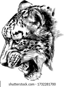 Jaguar snout snarl in profile, sketch vector graphics monochrome illustration on a white background