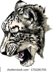 Jaguar snout snarl in profile, sketch vector graphics color illustration on white background