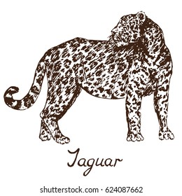 Jaguar standing, hand drawn doodle, sketch in pop art style, vector 