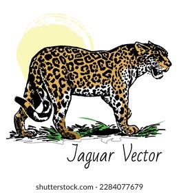 Jaguar Vector Art, Graphics and Stock Illustrations