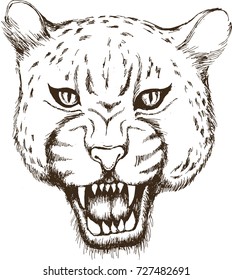 Jaguar. Vector illustration
