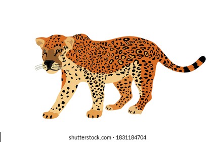 Jaguar vector illustration isolated on white background. Big cat, silent predator from America. Beautiful animal.