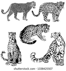 Jaguar vector illustration. Set. Collection. Wild animal