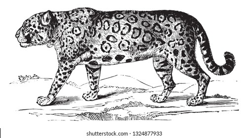 Jaguar, vintage engraved illustration. Zoology Elements from Paul Gervais.
