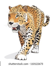 Jaguar, wild cat Panther. Vector illustration, White background, shadow. Photos of jaguars in portfolio