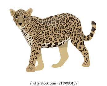 Jaguar. Wildlife of the rainforests of the Amazon and South America. Realistic Vector animal