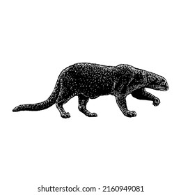 Jaguarundi Cat hand drawing vector illustration isolated on white background