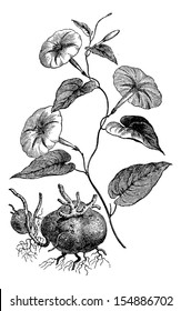 Jalap or Ipomoea purga, showing flowers and tuberous roots, vintage engraved illustration. Usual Medicine Dictionary by Dr Labarthe - 1885