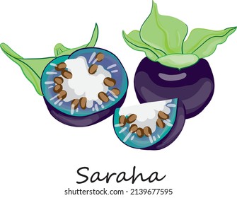 Jaltomata procumbens or creeping false holly, vector illustration. Saraha whole, half and sliced