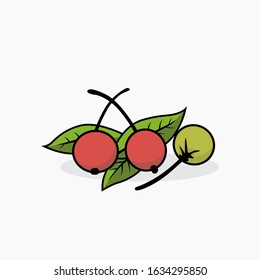 Jamaica cherry apple vector illustration isolated for all purpose