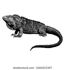 Jamaican Iguana hand drawing vector isolated on white background.