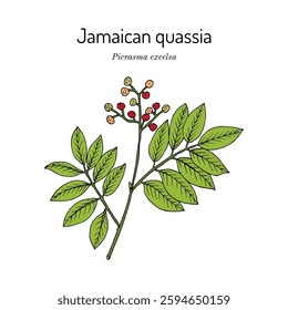 Jamaican quassia, Picrasma excelsa, medicinal and edible plant. Hand drawn botanical vector illustration