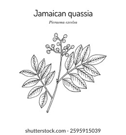 Jamaican quassia, Picrasma excelsa, medicinal and edible plant. Hand drawn botanical vector illustration