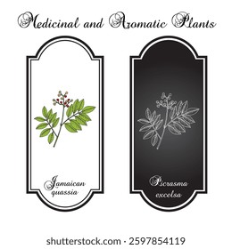 Jamaican quassia, Picrasma excelsa, medicinal and edible plant. Hand drawn botanical vector illustration