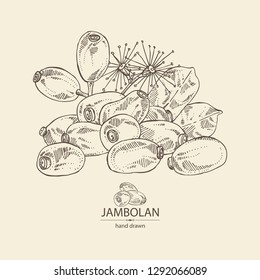 Jambolan: flower, jambolan fruit and leaves. Vector hand drawn illustration. 