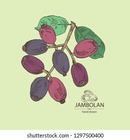 Jambolan: jambolan fruit and leaves. Vector hand drawn illustration.