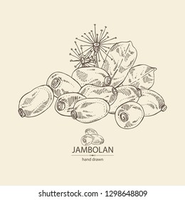Jambolan: jambolan fruit and leaves. Vector hand drawn illustration.