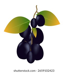 Ciruela de jambolan o ciruela de java (syzygium cumini)