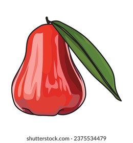 Jambu air or water apple vector illustration, suitable for sticker, coloring book and graphic design elements