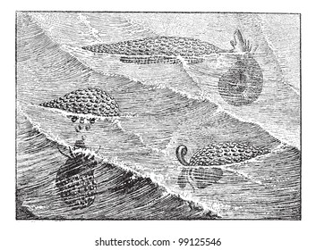 Janthina janthina or common purple snail, vintage engraved illustration. Dictionary of words and things - Larive and Fleury - 1895.