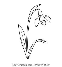 January birth month flower snowdrop line art vector illustration. Hand drawn black ink sketch isolated on white. Outline floral doodle