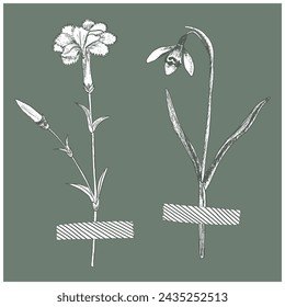 January birth month flowers hand drawn line style sketch with washi tape
