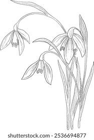 January snowdrops flower botanical sketch illustration