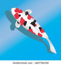 Japan colored carp fish or japanese Koi fish drawing in vector