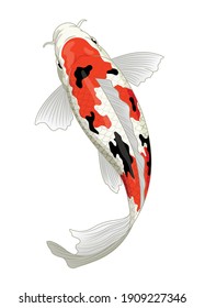 Japan Koi Fish In Sanke Coloration