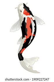 Japan Koi Fish In Showa Coloration Pattern