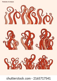 Japan red octopus tentacles reaching upwards, squid-like marine animal body parts protruding from out of frame, cut for food or frame design, cartoon sketch vector illustration. Sea animal. 