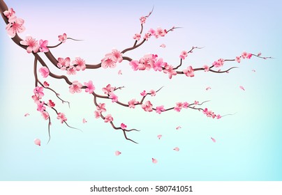 Japan sakura branches with cherry blossom flowers and falling petals isolated on white background vector illustration. Branch of cherry blossoms on blue background