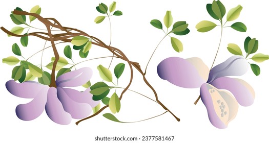 Japanese akebi fruit, or Chocolate Vine, isolated on white background.Liana. Vector stock illustration.