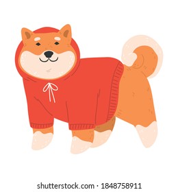 Japanese akita dog in red knitted sweater standing and feeling happy