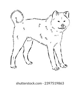 Japanese akita inu dog, vector outline illustration