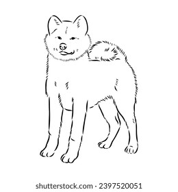 Japanese akita inu dog, vector outline illustration