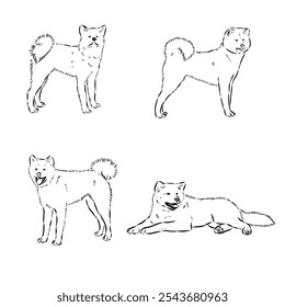 Japanese akita inu dog, vector outline illustration