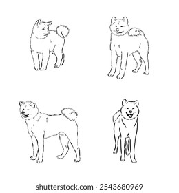 Japanese akita inu dog, vector outline illustration