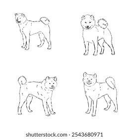 Japanese akita inu dog, vector outline illustration