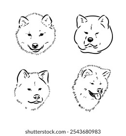 Japanese akita inu dog, vector outline illustration