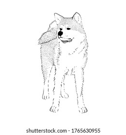 Japanese Akita inu in full growth. Vector illustration. Hand drawn sketch dog.