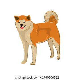 Japanese Akita is a large spitz-like breed of dog isolated on white. Semi-functional hunting breed. Homemade animal in sketch style. Pet for adults and children in Japan. Cartoon vector illustration
