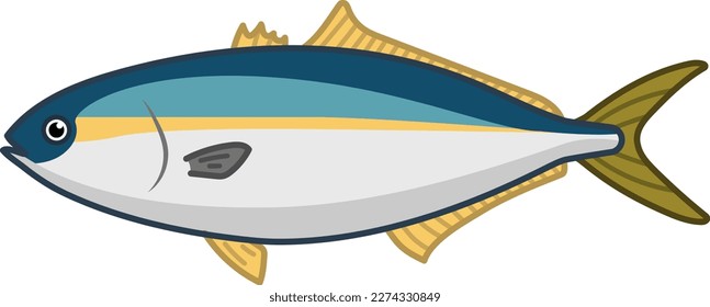 Japanese amberjack isolated vector illustration.