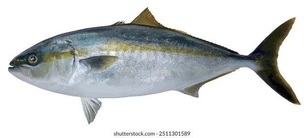 Japanese Amberjack (yellowtail, Buri, Seriola quinqueradiatA, realistic cutout illustration on white background)