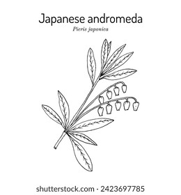 Japanese andromeda (Pieris japonica), ornamental plant. Hand drawn botanical vector illustration